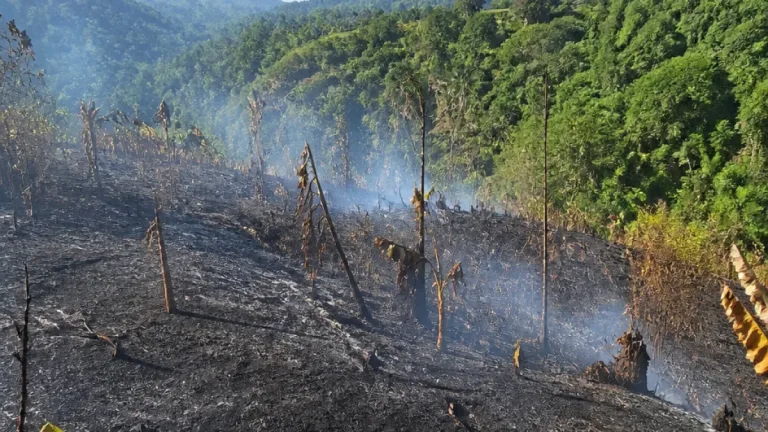 Karhutla membakar tiga hektare kebun warga di Pagimana